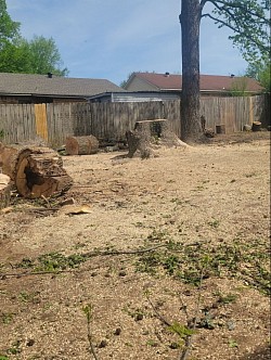 Tree removal