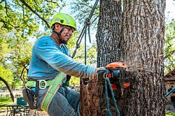 Tree trimming