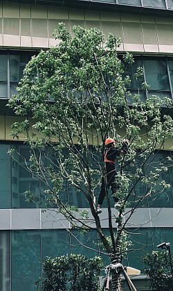 Tree prunning